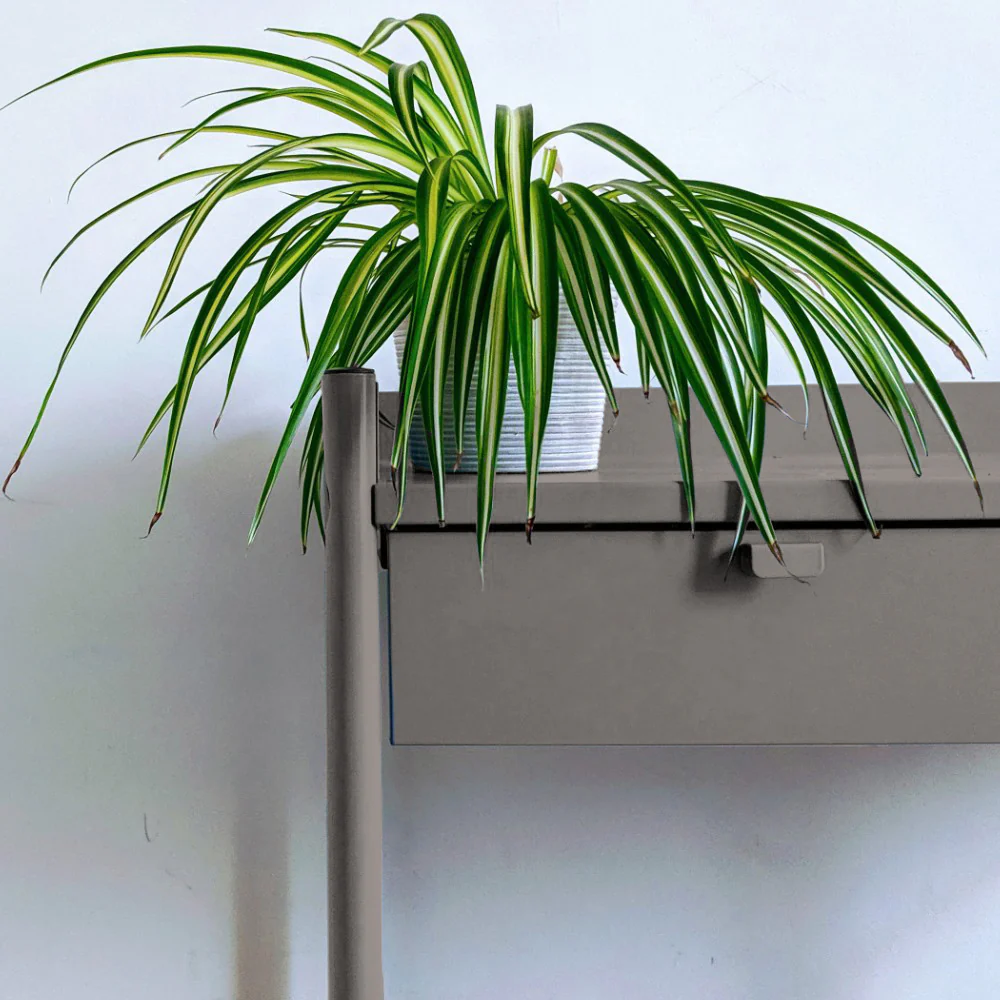 Big Timer - Image 10