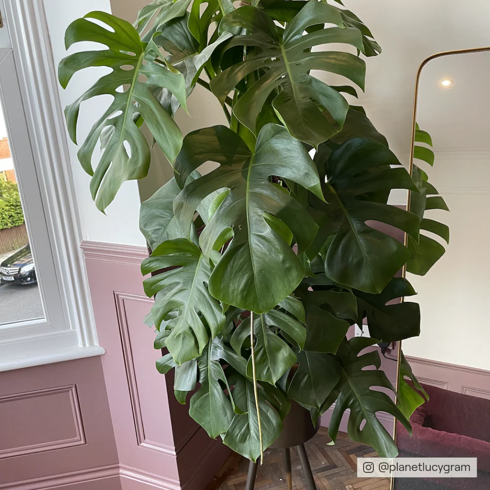 Festival Eve - Image 6