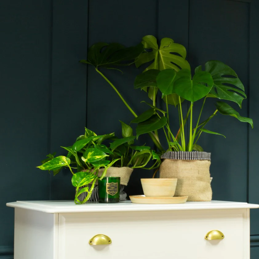 The Drink - Image 19