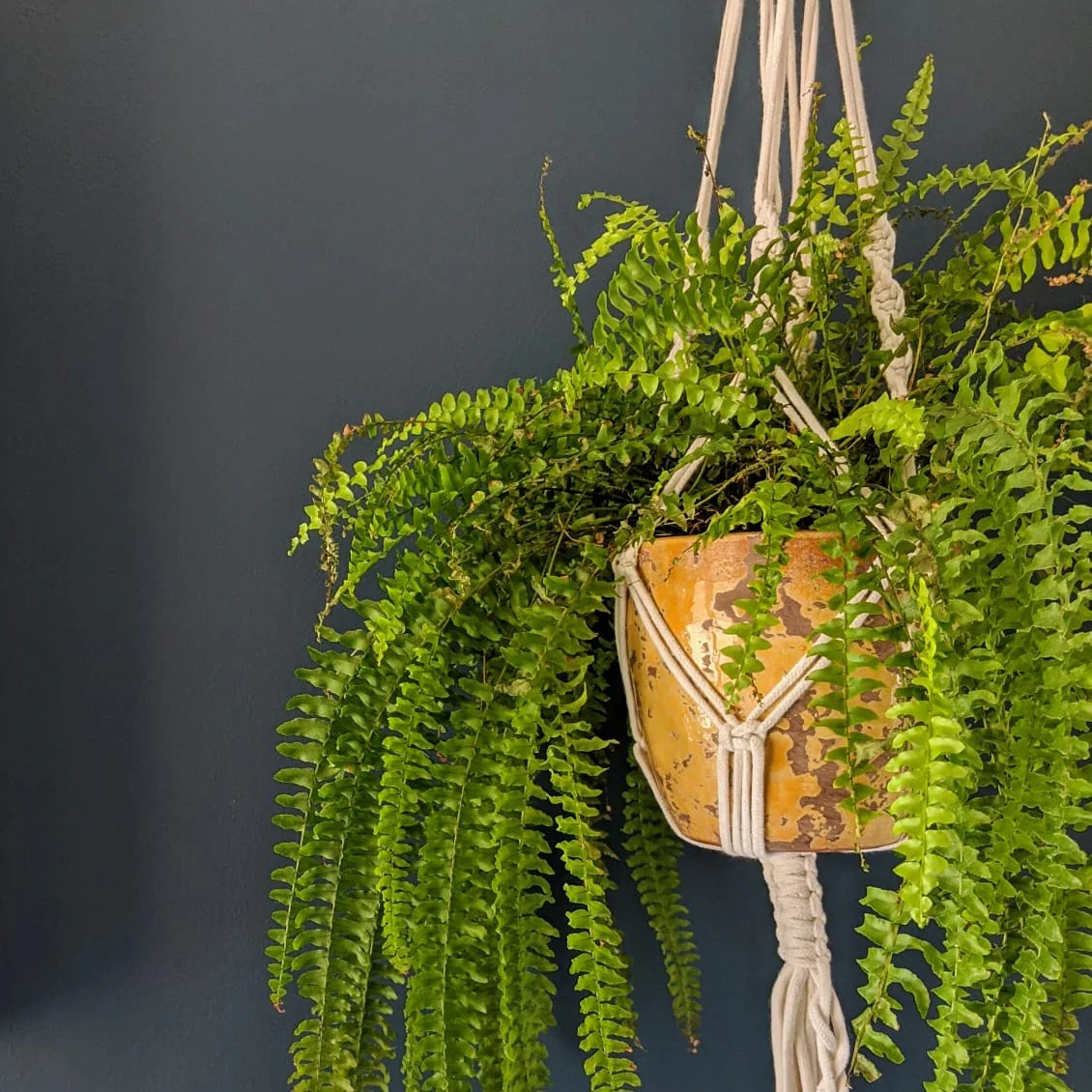 The Drink - Image 10